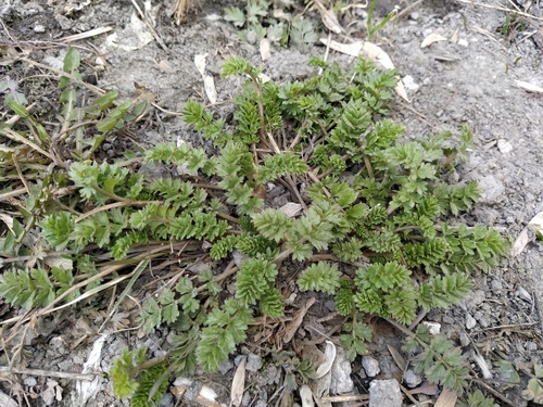 Potentilla supina iNat (2)