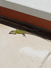 Podarcis carbonelli carbonelli