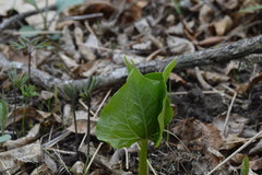 Trillium grandiflorum