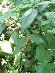 Rivina humilis