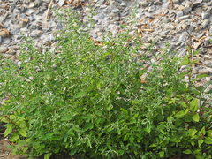 Chenopodium ficifolium
