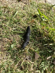 Belocaulus angustipes