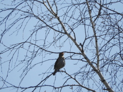 Turdus philomelos
