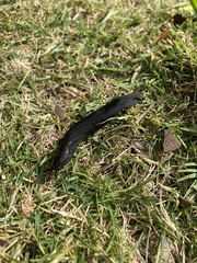 Belocaulus angustipes