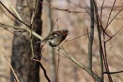 Fringilla coelebs