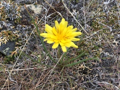 Nothocalais troximoides