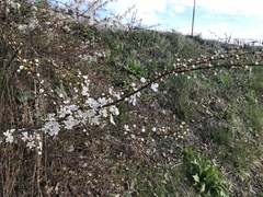 Prunus spinosa