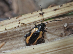 Phyllotreta striolata