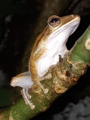 Polypedates leucomystax