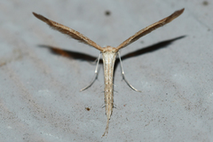 Lioptilodes albistriolatus