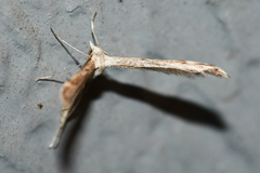 Lioptilodes albistriolatus
