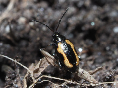 Phyllotreta striolata