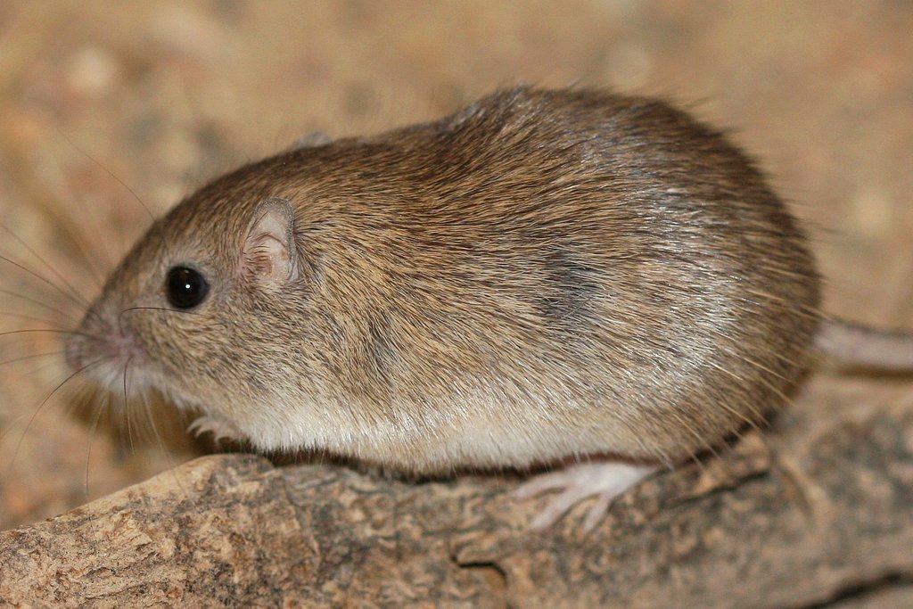 biointeractive rock pocket mouse answers