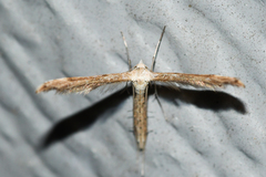 Lioptilodes albistriolatus