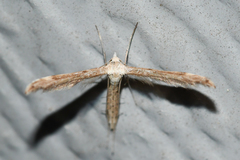 Lioptilodes albistriolatus