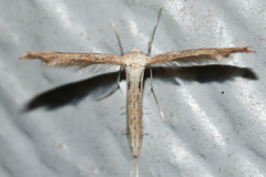 Lioptilodes albistriolatus