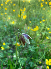 Fritillaria biflora ineziana