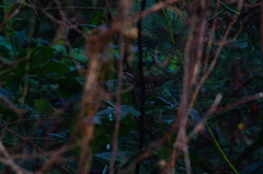 Thryophilus pleurostictus