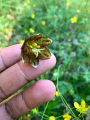 Fritillaria biflora ineziana