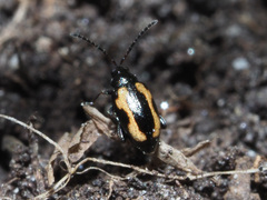 Phyllotreta striolata