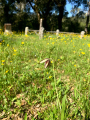 Fritillaria biflora ineziana