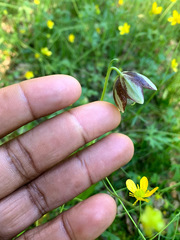 Fritillaria biflora ineziana