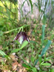Fritillaria biflora ineziana