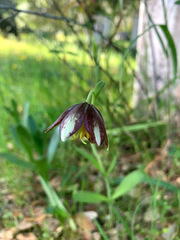 Fritillaria biflora ineziana