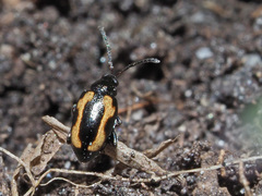 Phyllotreta striolata