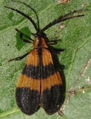 Calopteron discrepans