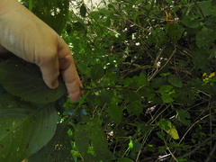 Barleria obtusa