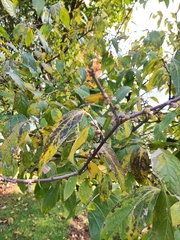 Chimonanthus praecox