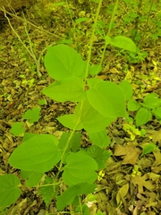 Matelea carolinensis