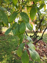 Chimonanthus praecox