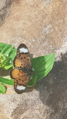 Blood-red Acraea photo 2
