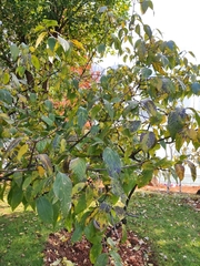 Chimonanthus praecox