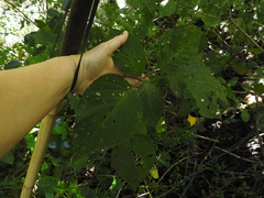 Barleria obtusa