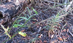 Hymenachne amplexicaulis