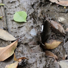 Celastrina lavendularis himilcon