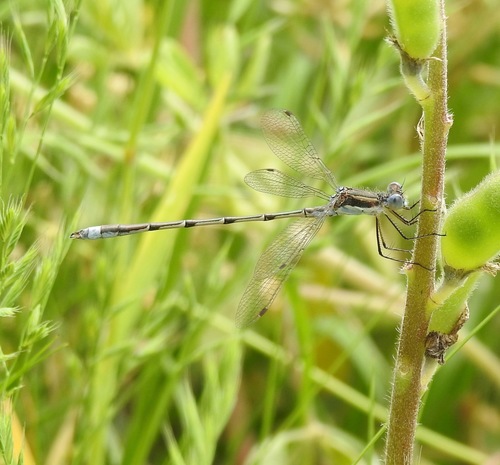 Southern Spreadwing photo 4