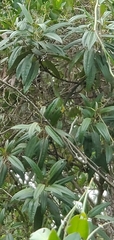 Miconia bicolor