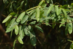 Terminalia arjuna