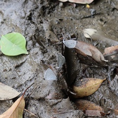 Celastrina lavendularis himilcon