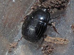 Margarinotus obscurus