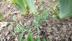 Lathyrus sativus
