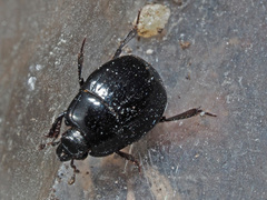 Margarinotus obscurus