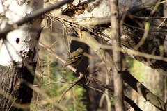 Fringilla coelebs