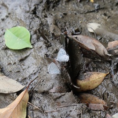 Celastrina lavendularis himilcon
