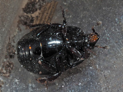 Margarinotus obscurus