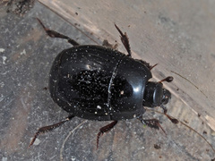 Margarinotus obscurus